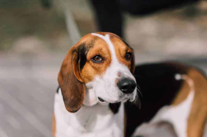 an estonian hound dog