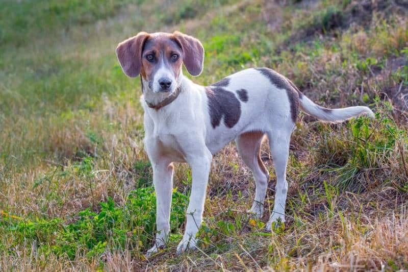an estonian hound standing outdoors