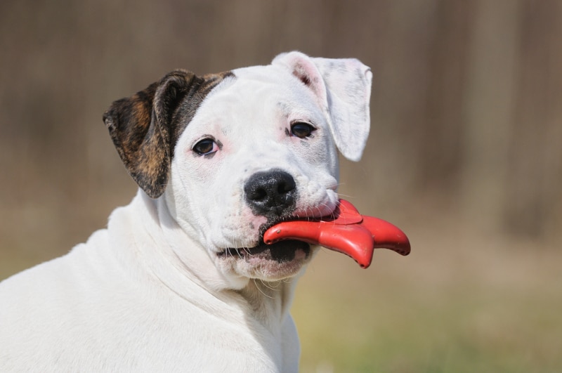 an old english bulldog puppy chewing a toy