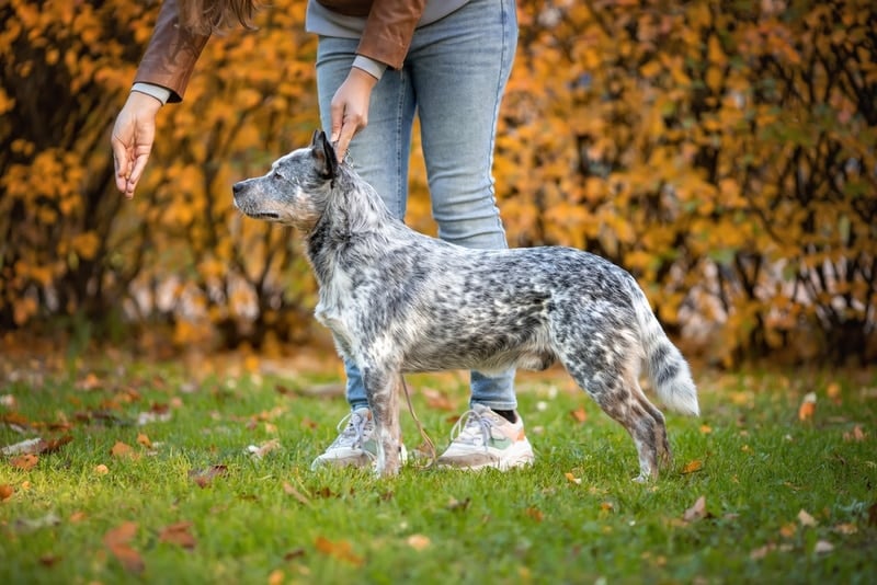 australian cattle dog training