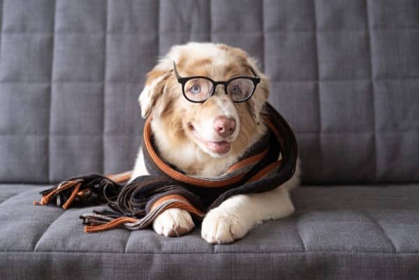 australian-shepherd-dog-wearing-eye-glasses-and-scarf