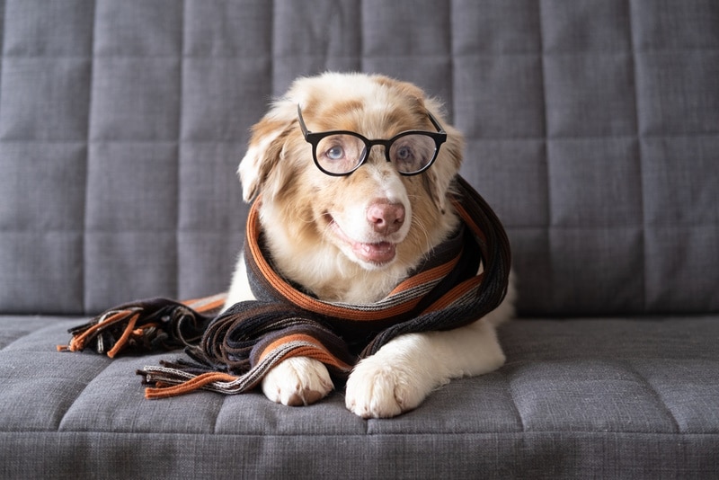 australian-shepherd-dog-wearing-eye-glasses-and-scarf