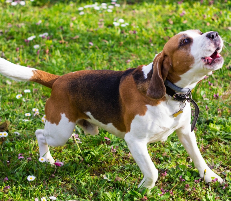 beagle dog barking in the garden