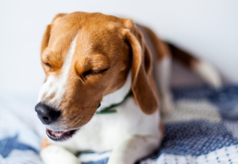 beagle dog choking