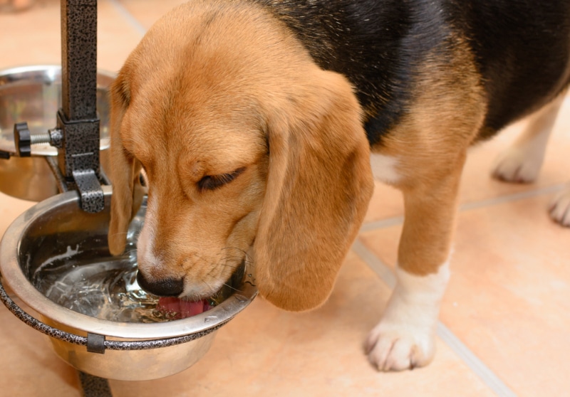 beagle dog drinking water from a metal bowl