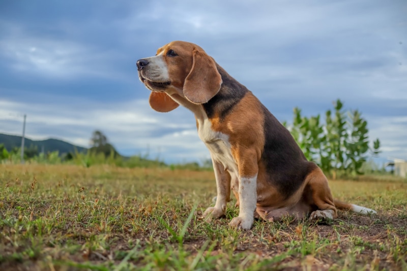beagle dog howling while sitting on the field