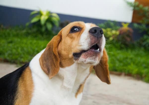 beagle dog sitting outdoor and whining