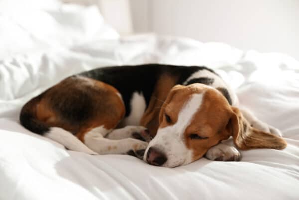beagle dog sleeping on bed