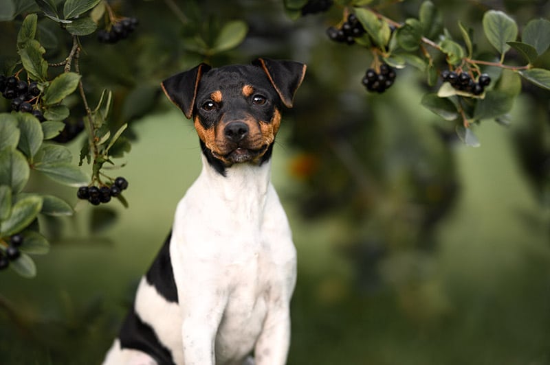 beautiful brazilian terrier puppy portrait outdoors