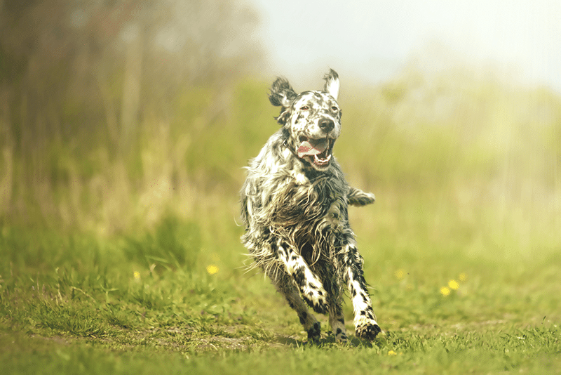 beautiful fun crazy young english setter dog running