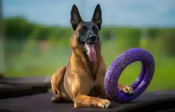 belgian malinois lying down with a dog toy