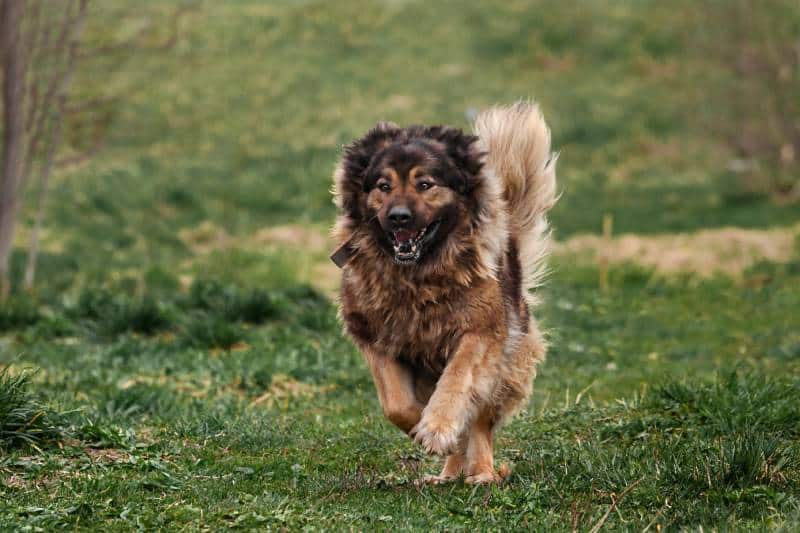 big fluffy caucasian shepherd dog cheerfully runs to the camera