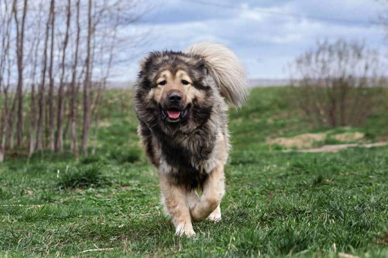 big fluffy caucasian shepherd dog cheerfully runs to the camera
