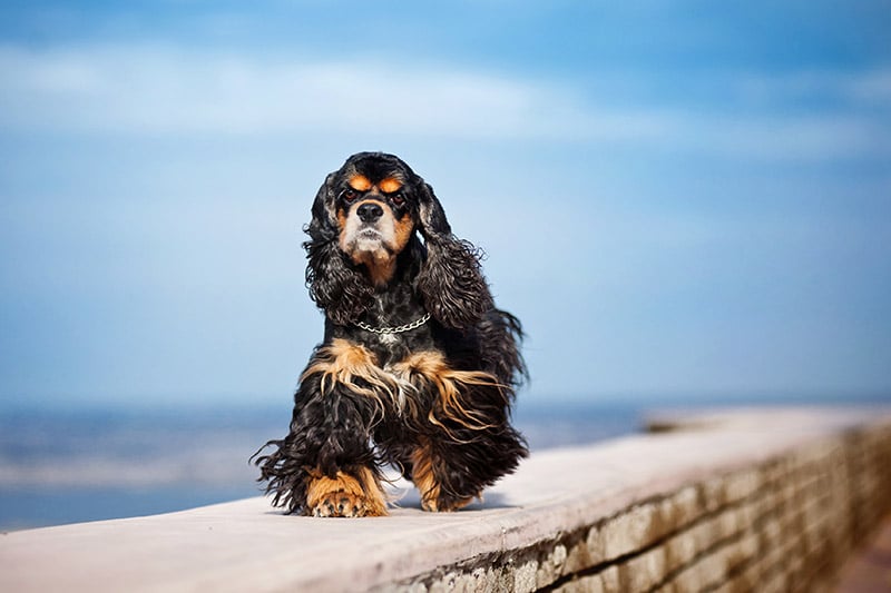 American Cocker Spaniel: Pictures, Care, Traits & More – Dogster