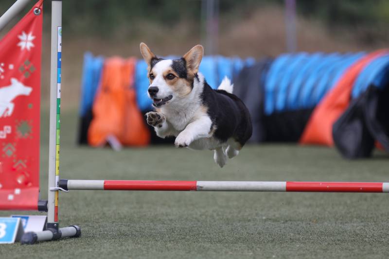 black and white cardigan welsh corgi dog running agility course