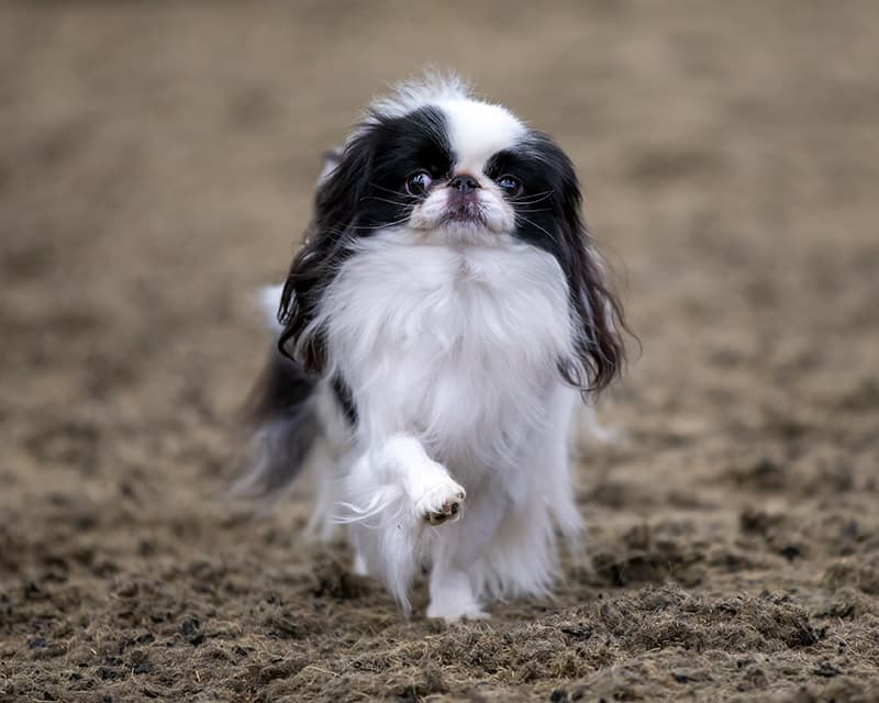 black and white Japanese Chin