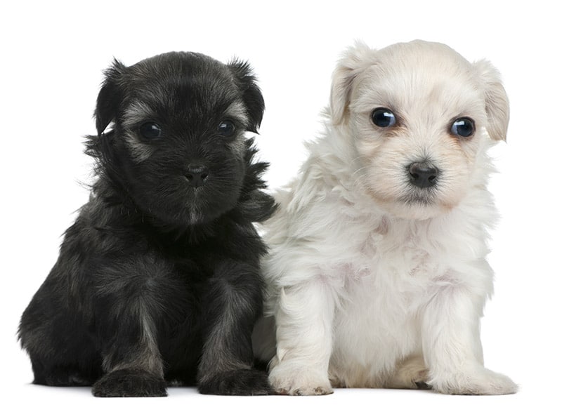black and white Lowchen puppies