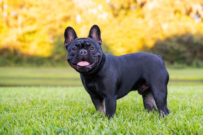 black french bulldog standing on grass at the park