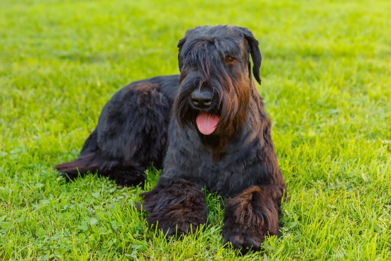 black giant schnauzer dog lying on green grass on a sunny day