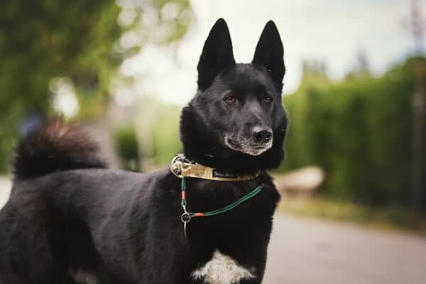 black russian european laika dog
