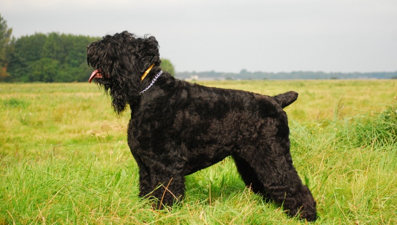 black russian terrier dog standing in the meadow