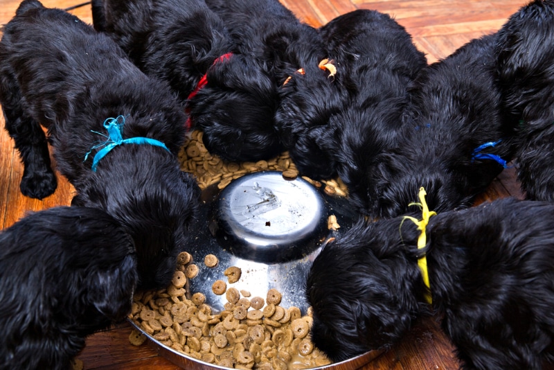 black russian terrier puppies eating food from feeding bowl