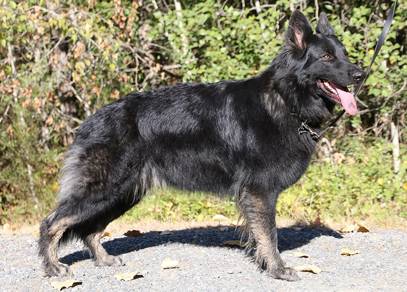 Black Sable Shiloh Shepherd dog with leash