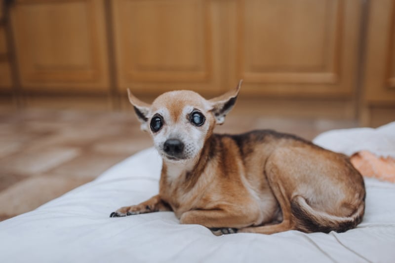 blind chihuahua dog