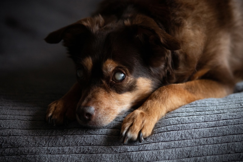 blind dog relaxing on bed at home