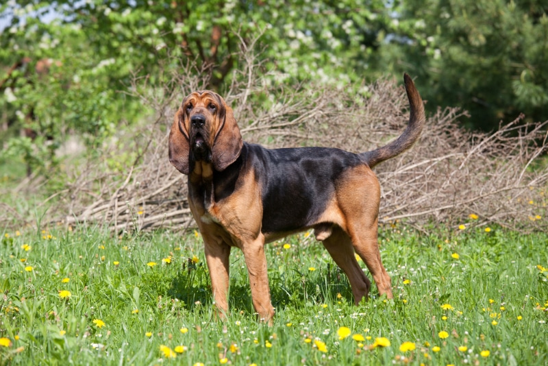 bloodhound dog standing in the field