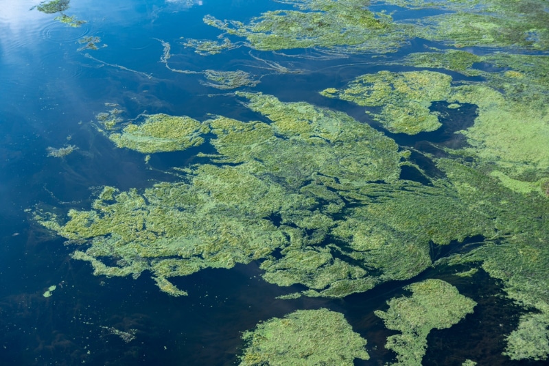 blue-green algae formation in the river