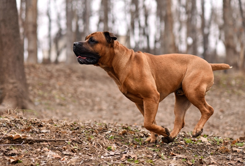 boerboel dog running in the forest