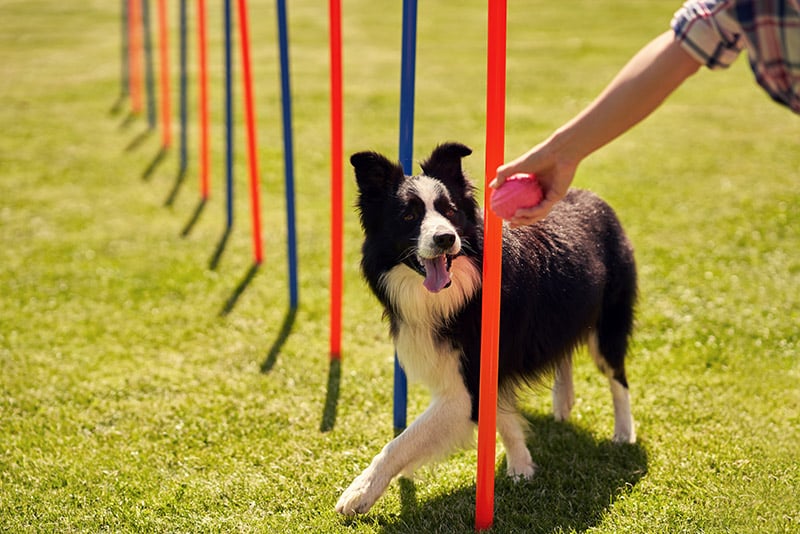 border collie dog doing agility training