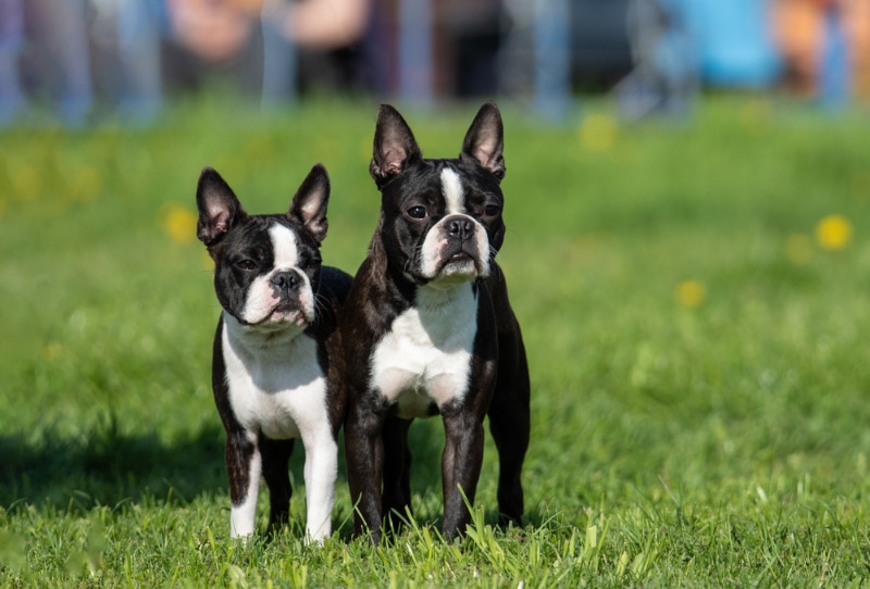 boston terrier dogs standing on grass