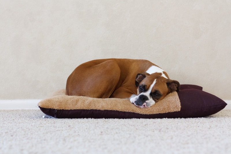 boxer dog sleeping on its bed