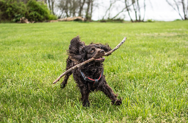 boykin-spaniel-playing-with-a-stick