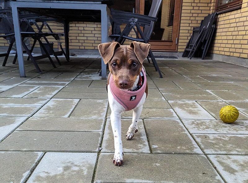 brazilian terrier approaching with caution