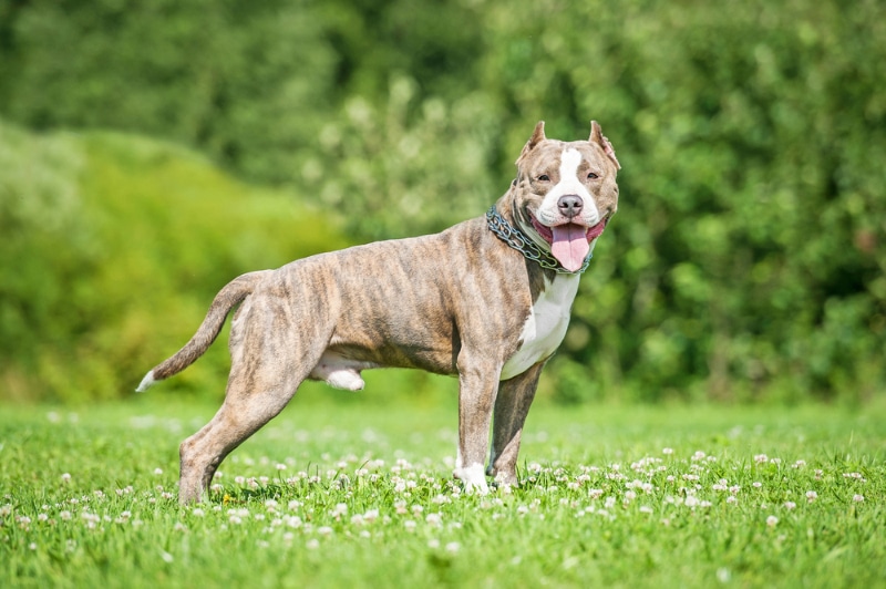 brindle american staffordshire terrier dog standing in the field
