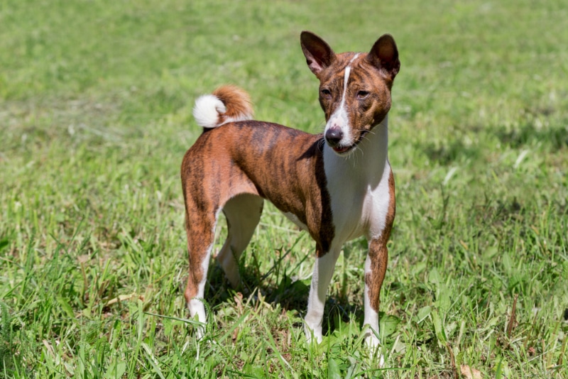 brindle basenji dog standing on grass