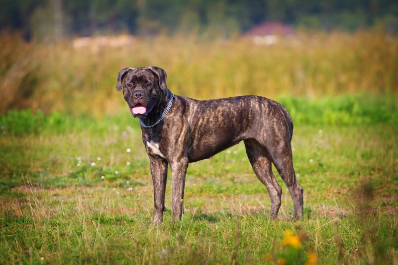 brindle bullmastiff dog standing in the field