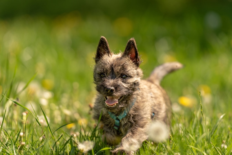 brindle cairn terrier puppy running on grass