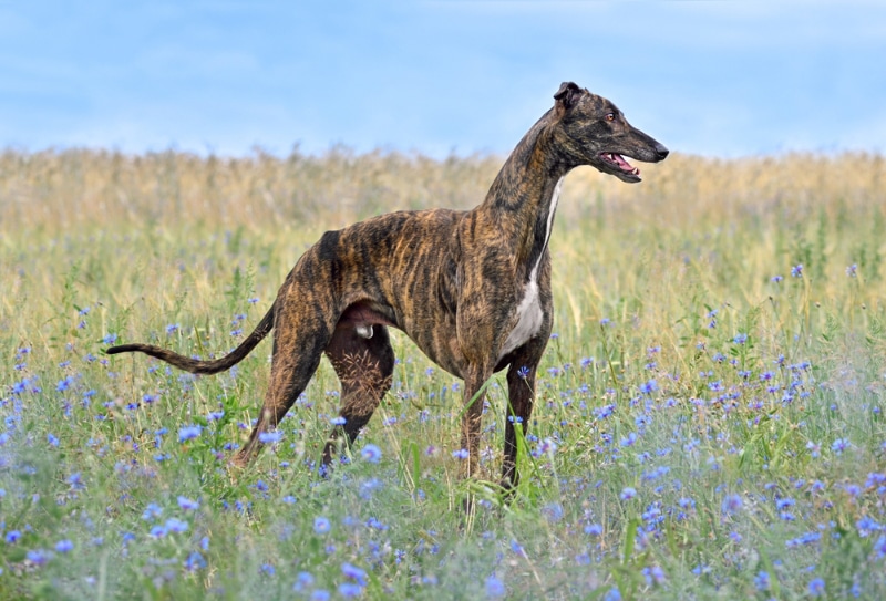 brindle greyhound dog standing in flower field