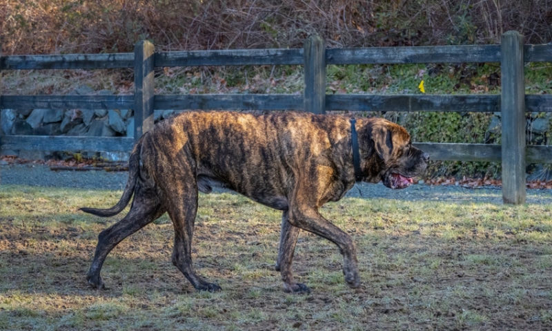 brindle mastiff dog walking along the fence line