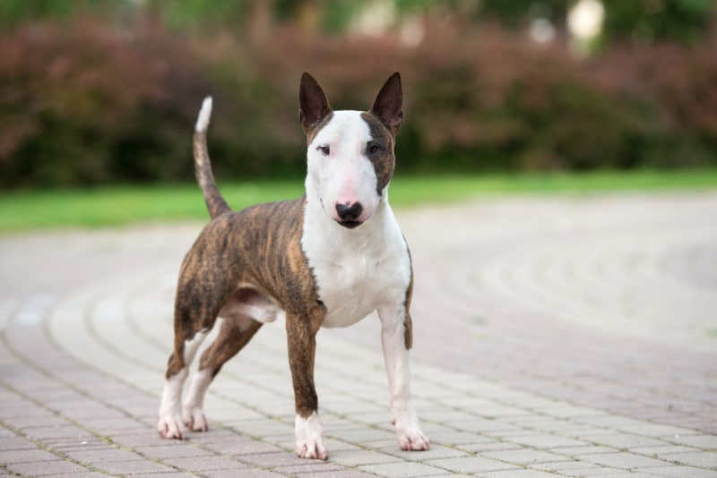 brindle bull terrier dog standing on a pathway