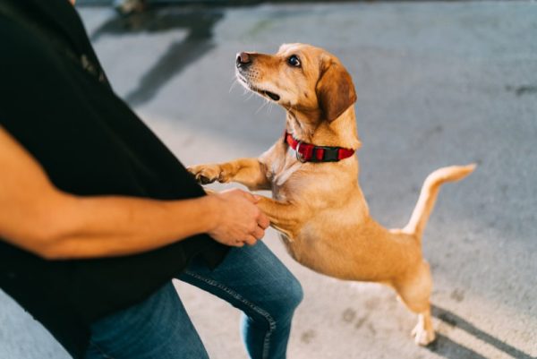 brown dog standing on hind legs and leaning to his owner