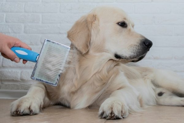 brushing-dogs-coat