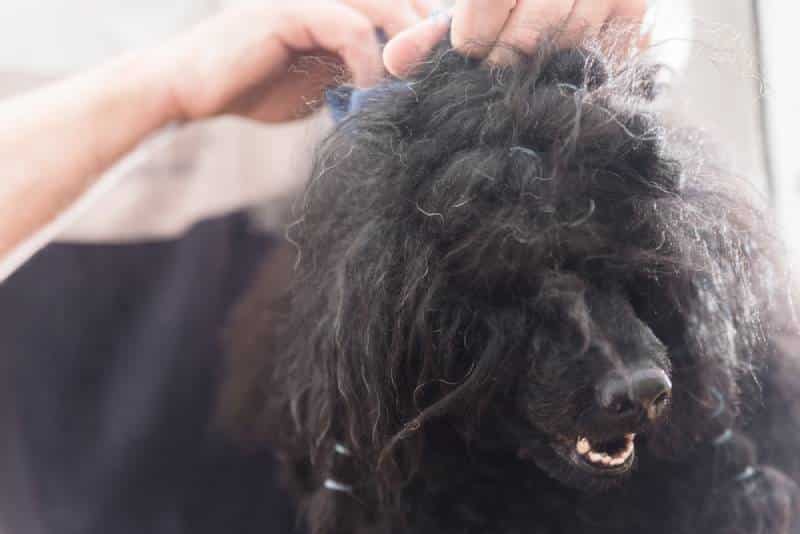 brushing matted fur of a black poodle