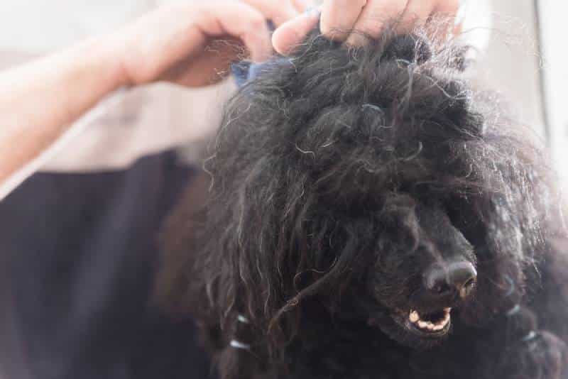 How to Deal With Severely Matted Dog Hair 5 VetApproved Tips Dogster