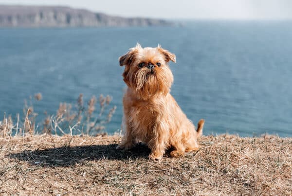 brussels griffon dog on a cliff