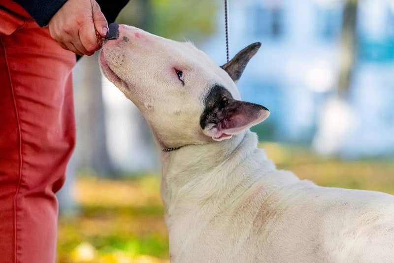 bull terrier dog getting a treat during training